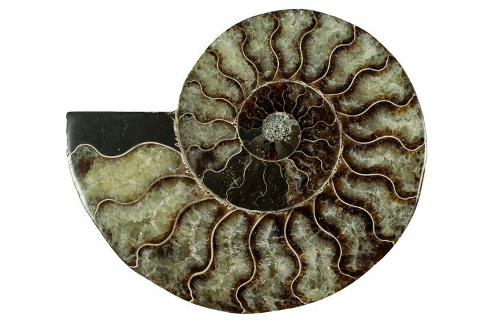 Cut & Polished Ammonite Fossil (Half) - Madagascar #344420